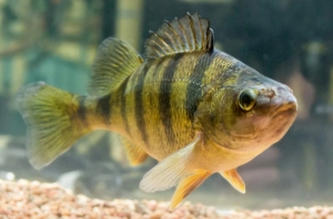 Які приманки кращі для спінінгової рибалки на окуня